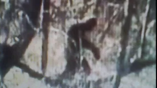 New York Bigfoot on the run=2016