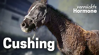 Cushing Syndrom🐴  Wenn die Hormone verrückt spielen🤯  PPID Pferd