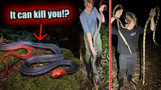 Catching a GIANT DEADLY SNAKE in the jungles of Thailand!!!