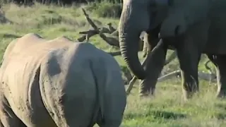 Elephant uses an unusual tactic to intimidate a rhinoceros at a reserve|Elephant fight rhinoceros 🐘