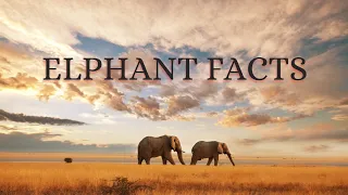 Interesting facts of elephants | As Globe