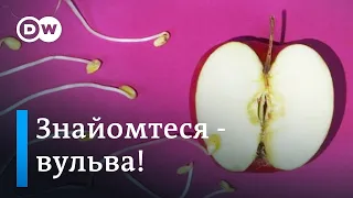 Це не вагіна - це вульва! Гінеколог про статеві губи та лобкове волосся | DW Ukrainian