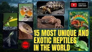 15 Most Unique and Exotic Reptiles in the World: A Fascinating Exploration of Rare Creatures