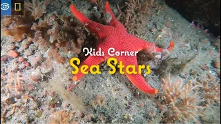 Kids' Corner: Sea Stars | Virtual Expeditions | Lindblad Expeditions