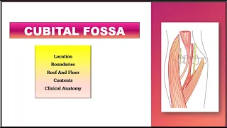 Cubital Fossa Anatomy | Boundaries & Contents |