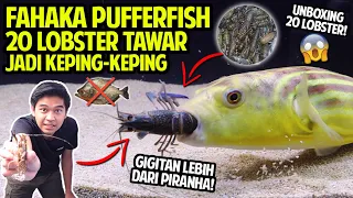 FAHAKA PUFFERFISH VS FRESHWATER LOBSTER!