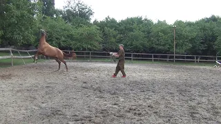 Обучение жеребенка. Длинная корда. часть 2.Foal training. Long cord. part 2.