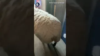 Pet Sheep Invade A Woman’s Home