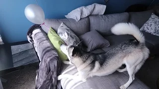 HUSKY FIGHTS A BALLOON!