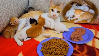 Rescue poor abandoned mother cat and her 5 newborn kittens