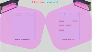 Agarose Gel Electrophoresis Animation