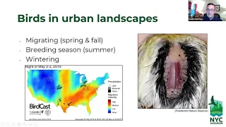 An Inside Look: Urban Green Roofs for Bird Conservation