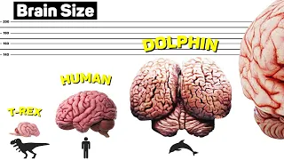 Brain Size Comparison. Biggest Brain in the World