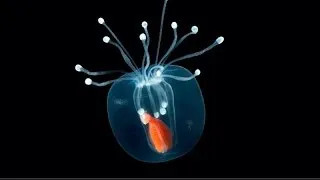 ✔ Beautiful Deep Sea Alien Life Creatures + More ~ (no photos) You Won't Believe Your Eyes!