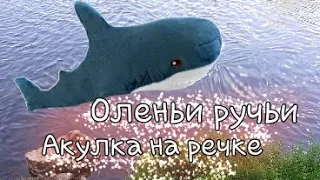 Оленьи ручьи.Живая природа.Аулка на речке.Путешествие | МонАкира