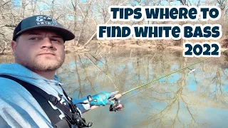 White Bass Run 2023 | TIPS Where To Find White Bass From The Bank & The Baits To Catch Them