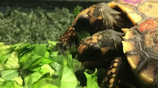 Watch: Baby Tortoises Eating