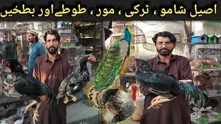 Turkey Birds,Peacock,Ringneck ,Rabbits and fancy hens prices | Birds Market College Road Rawalpindi