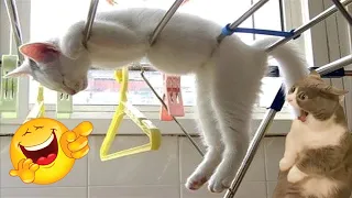 Funniest Cats 2024 😻 Funny Cat Videos😂 CATS will make you LAUGH😁🥰 #20