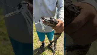 Hooked a baby gator with a missing leg 👀 sorry buddd