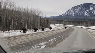 Bison sighting on Alaskan Hwy in Northern BC