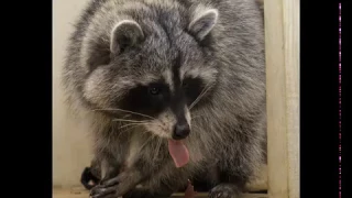 Funny Raccoons