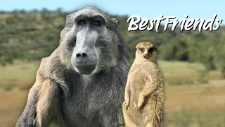 Mother Cindy the Baboon and her love for Jerry the Meerkat