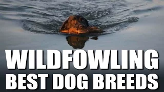 Best Wildfowling Dog Breeds