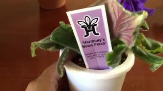 African Violet