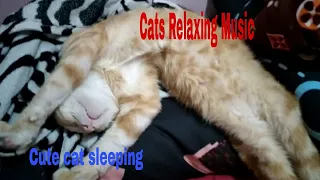 Cute cat sleeping with relaxing cat music -cats relaxing music