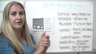 Chloroplasts - structure of a leaf