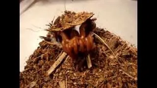 African Red Trapdoor Spider feeding