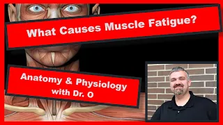 Causes of Muscle Fatigue:  Anatomy and Physiology