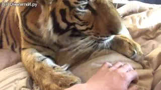 Тигр утром (смешно до слёз)