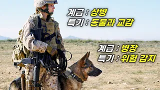 해병대 군견병이 미친 케미의 군견을 만났다!! 반려동물을 키운다면 꼭 봐야할 개감동 실화 [영화리뷰/결말포함]