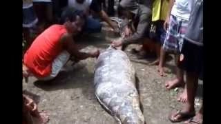 GIANT ANACONDA EATS PIG ALIVE