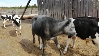 ПЕРВЫЙ РАЗ ВЫПУСТИЛИ ТЕЛЯТ В ЗАГОН!11 ТЕЛЯТ ВО ДВОРЕ!