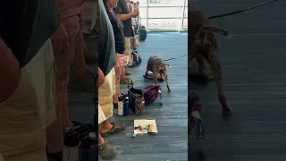 Dog sniffs out drug on cruise #dogtraining #doglover #drugdog #snifferdog #sniff #trending #viral