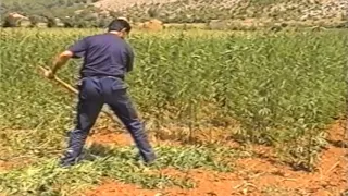 Policia aksion per shkaterrimin e parcelave me kanabis ne Shkoder - (3 Gusht 2001)