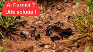 Ai furnici in gradina? Uite solutia naturala nu chimica care te scapa rapid de furnici.