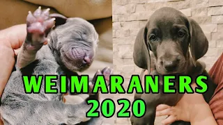 Best Of Best Our 2020 Weimaraner Puppies Compilation  ❤