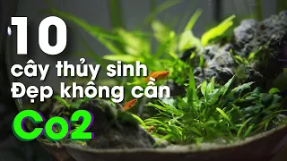 Top 10 cây thủy sinh đẹp không cần Co2_ Nắng Aqua