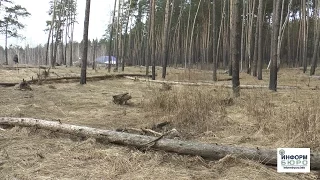 Незаконная вырубка леса в Солоницевке