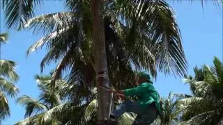 Coconut palm climbing with two ropes in Brazil