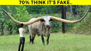 Top 10 Animals With The Biggest Horns In The World