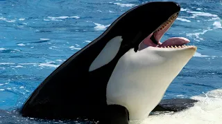 Revelan inédito registro de orcas cazando tiburones blancos