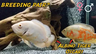 ALBINO TIGER Oscar BREEDING PAIR?  How to tell!