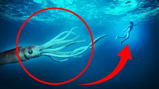 8 Giant Squid Encounters You Really Shouldn't Watch