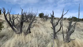 All My Trees Are Dying!