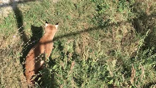 Грациозная рысь имитирует охоту. Тайган. КрымThe graceful lynx imitates hunting. Taigan. Crimea.